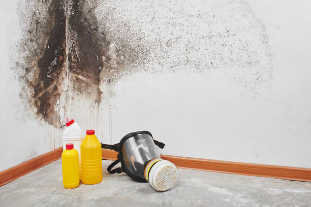 Professional Mold Prevention & Removal  in Salix, PA